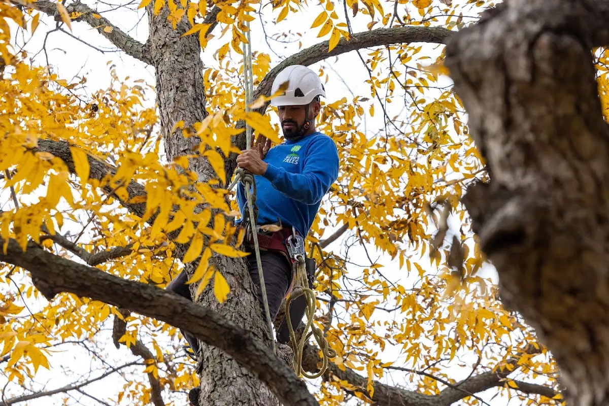 Skilled Tree Trimming crew working in Argyle