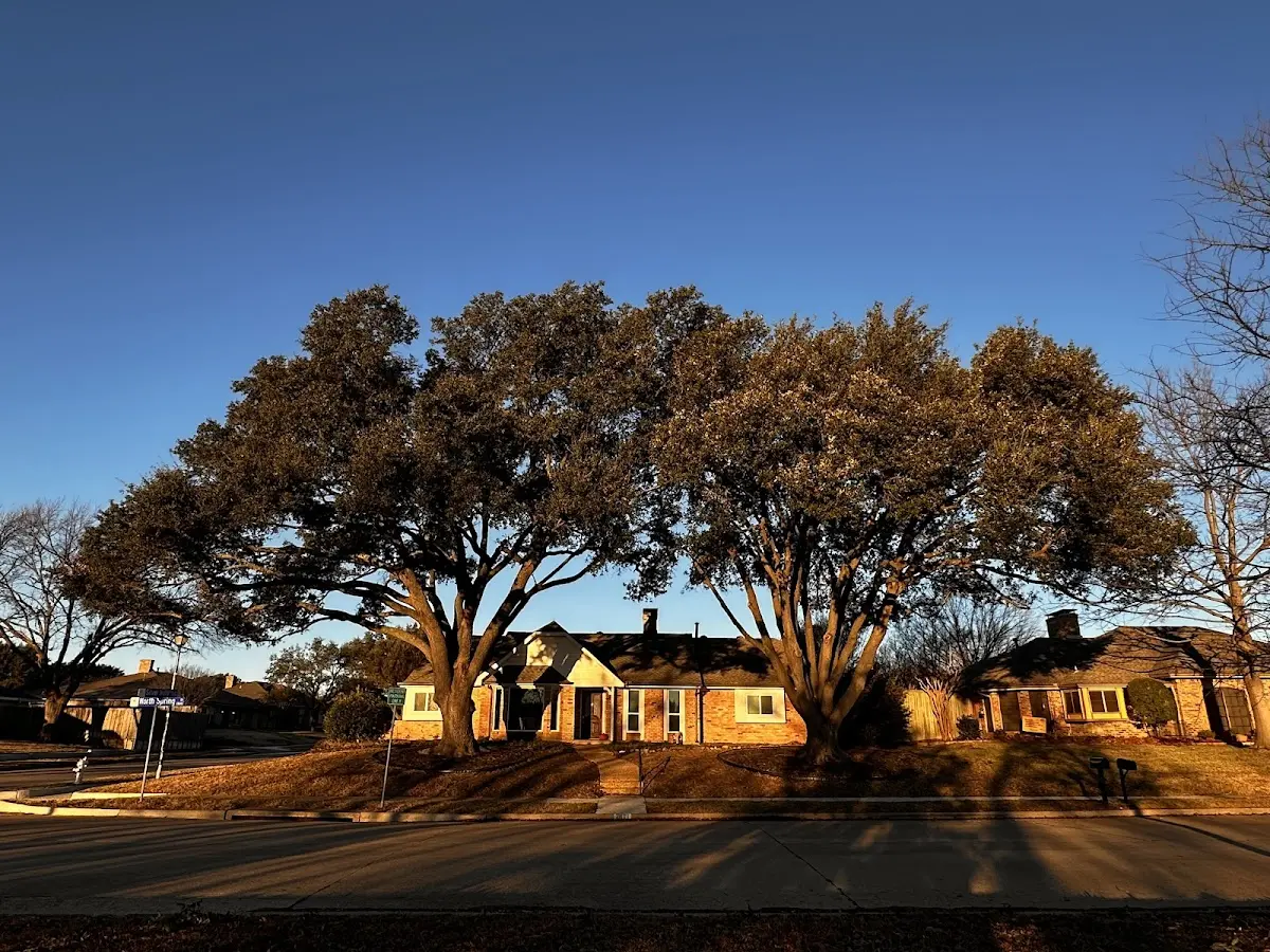 Established residential canopy tree shading a home in Argyle